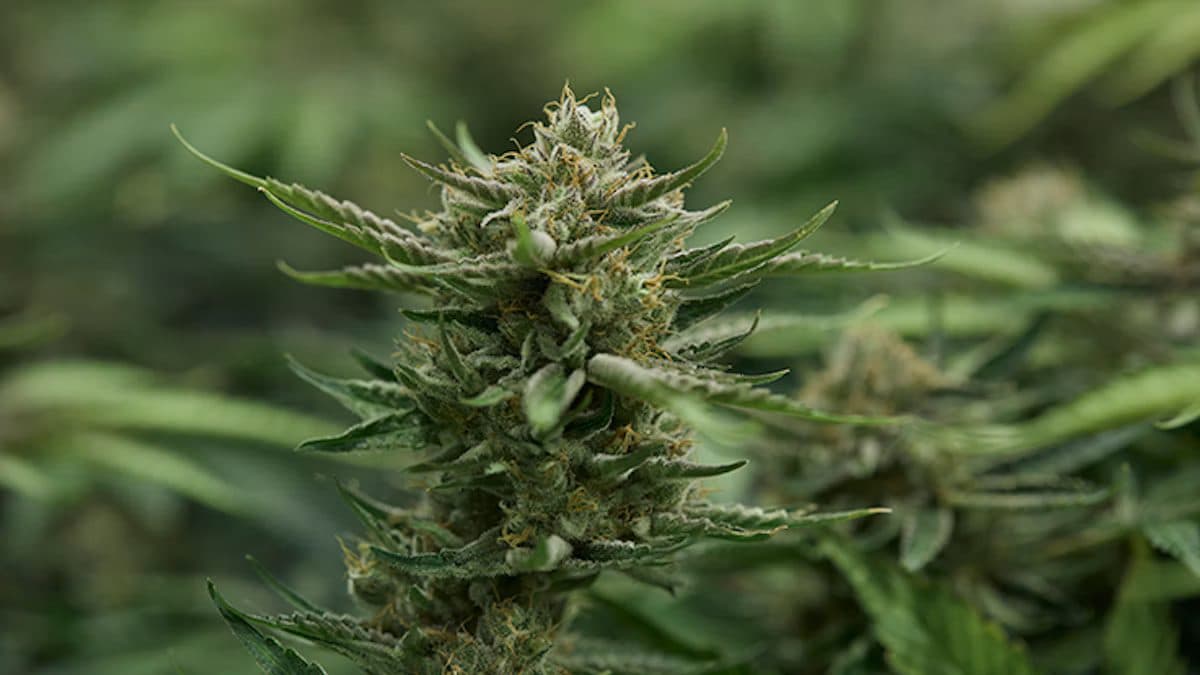 Cannabis Business Times: Pennsylvania’s Medical Marijuana Industry Continues to Grow Despite Challenges